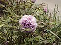 Blume im botanischen Garten- Palermo 2004